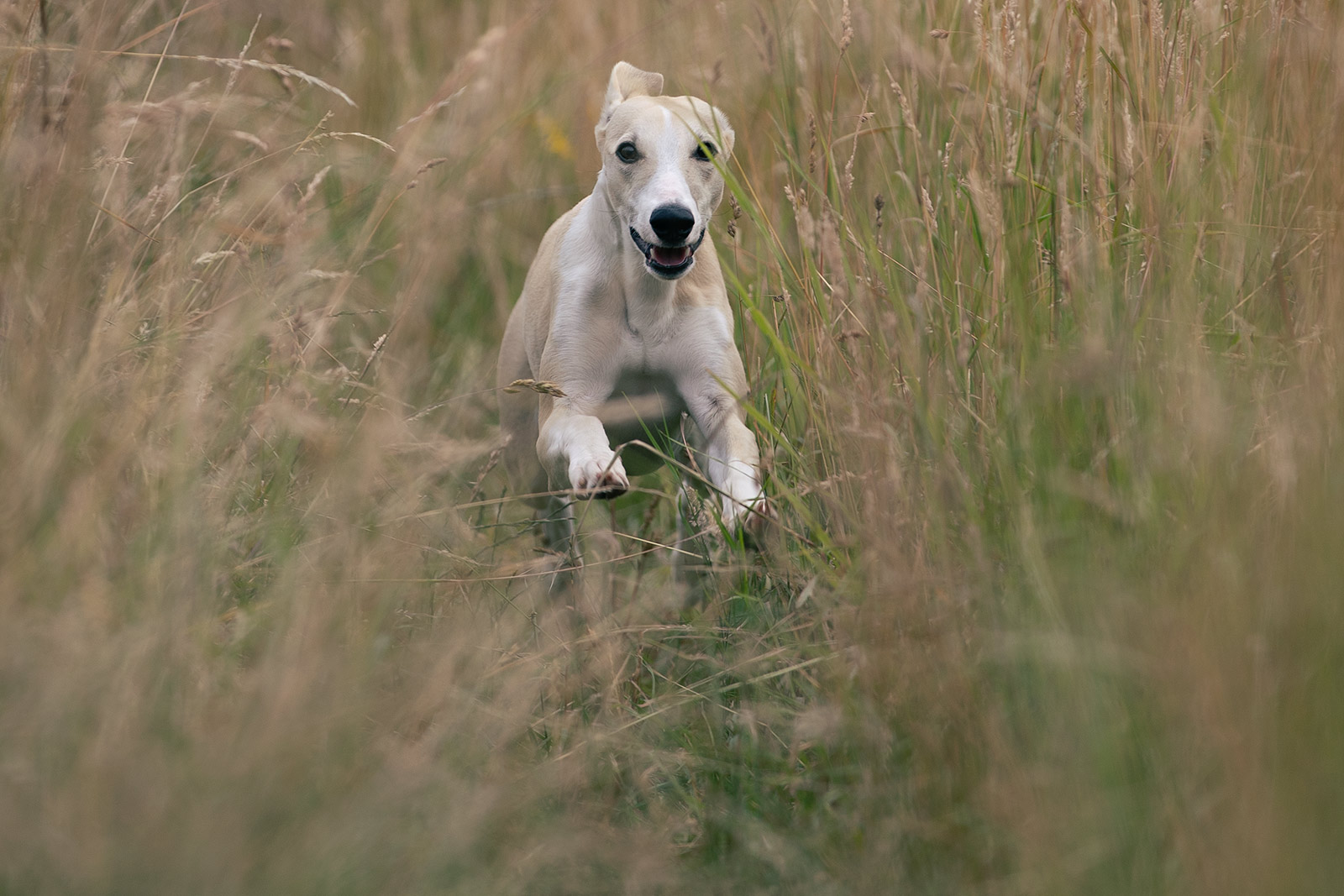 Wildes Hupsi! Dieser kleine Whippet ist eine Bereicherung. Jeden Tag, 24 Stunden lang. 