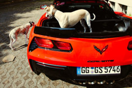 Der Hund im Auto – Wenn die Klappe nicht zu geht!