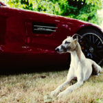 Der Hund im Auto - Mono neben dem Mercedes AMG GT - Schnelles Auto, schneller Hund. Fits like a glove.