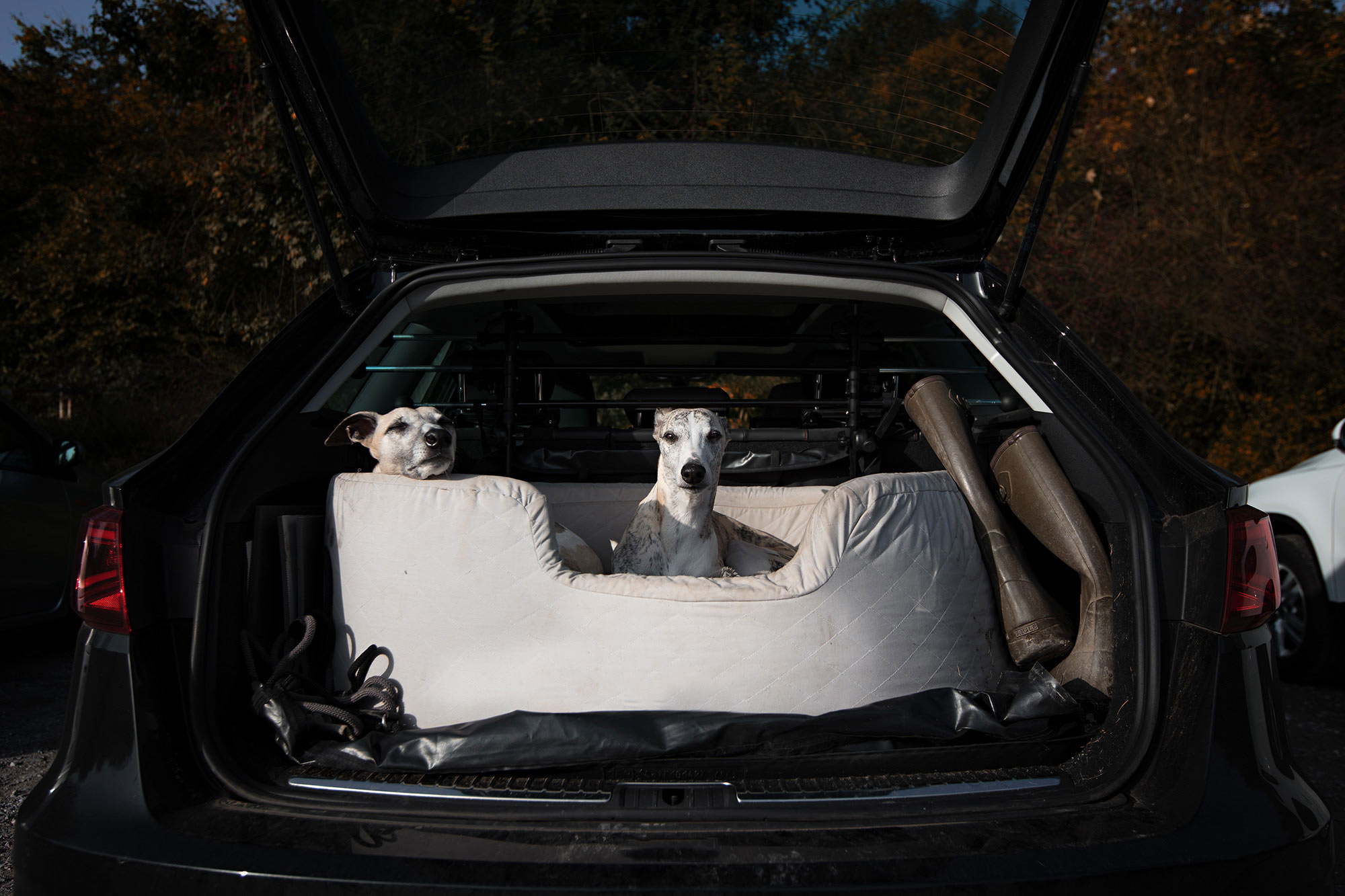 Der Hund im Auto - Unser Seat Leon FR ist ein sogenannter Lifestyle Kombi. Ein seinen Kofferraum passen soeben ein großes Hundebett, zwei Whippets und Gummistiefel. Dann ist aber auch Schluss.
