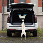 Der Hund im Auto - Allerdings kann der Escalade mit viel Platz, einer Sitzkühlung, einem Kühlschrank und Flatscreens in den Kopfstützen richtig Punkte machen. Man muss sich nur fragen ob man das alles braucht.