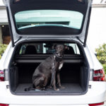 Der Hund im Auto - Eine große Hündin im Kofferraum des Skoda Superb Kombi. Geht gut.