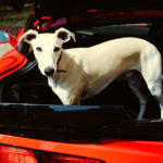 Der Hund im Auto - Noch nicht einmal klein Hupsi findet genug Platz im breiten Popo der Corvette Grand Sport. Also, in der Breite vielleicht schon, aber ganz sicher nicht in der Höhe.