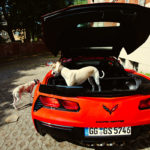 Der Hund im Auto - Gerade ausgesprochene Sport- bzw. Rennwagen wie die Corvette Grand Sport sind vollkommen untauglich für den Hundetransport.