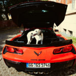 Der Hund im Auto - Klappe zum Whippet tot. Das will hier keiner. In das Heck der Corvette passte gerade mal meine Tasche mit den Kameras und eine Flasche Wasser.