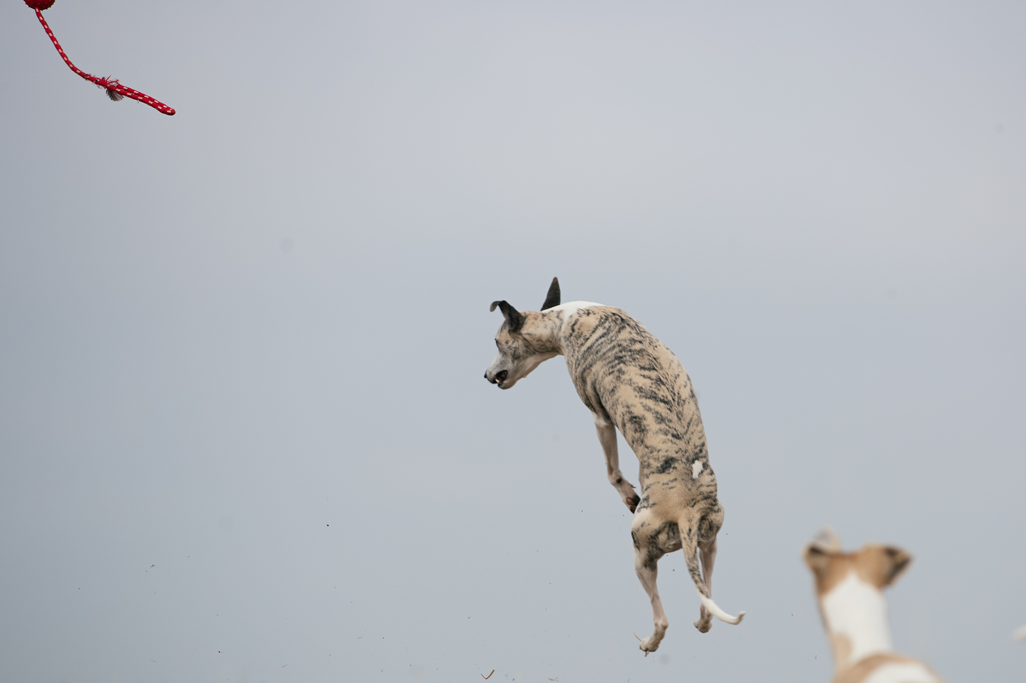Danny ist ein Meister auf Champions League Niveau. Erstaunlich, wie hoch der ansonsten sehr faule Hund springen kann, wenn er einen Ball fangen will.