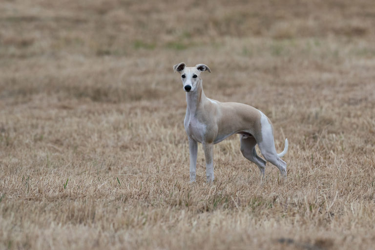iliosakralgelenk hund