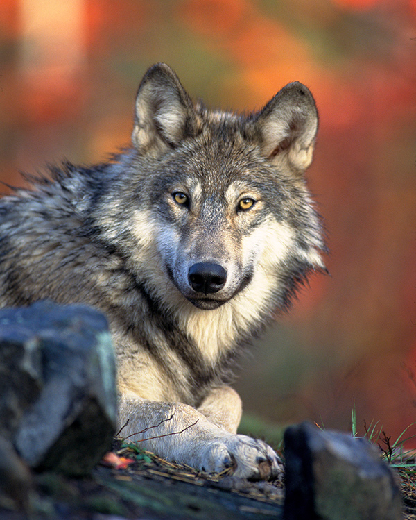 Ich glotz TV - Hupsi und der böse Wolf - Canis Lupus