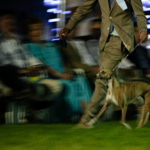 Die Eukanuba Best of the Best Challenge beim Sighthound Festival Donauechingen 2018