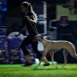 Die Eukanuba Best of the Best Challenge beim Sighthound Festival Donauechingen 2018