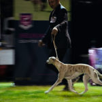 Die Eukanuba Best of the Best Challenge beim Sighthound Festival Donauechingen 2018