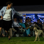 Die Eukanuba Best of the Best Challenge beim Sighthound Festival Donauechingen 2018