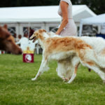 Paarklasse Barsois beim Sighthound Festival Donaueschingen 2018