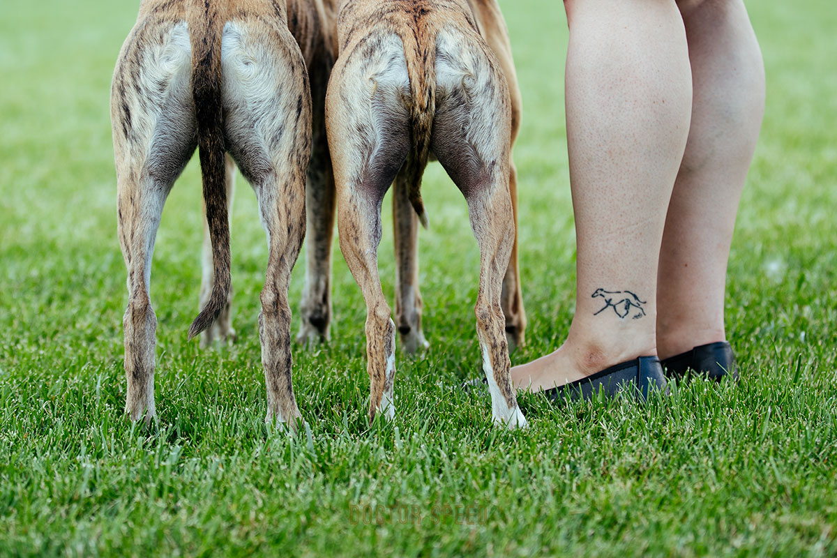 Leidenschaft beim Sighthound Festival Donaueschingen 2018