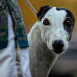 Greyhound im BIS-Ring beim Sighthound Festival Donaueschingen 2018