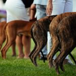 Zuchtgruppen Greyhounds and Pharao Hounds beim Sighthound Festival Donaueschingen 2018