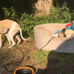 Campingidylle beim Sighthound Festival Donaueschingen 2018