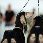 Paarklasse beim Sighthound Festival Donaueschingen 2018
