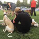 Mono und Hupsi waren zum Glück müde genug, um still neben mir liegen zu können während ich versuchte ein paar Fotos zu machen. Sighthound Festival Donaueschingen 2018