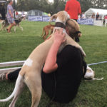 Hupsi wie immer anhänglich. Sighthound Festival Donaueschingen 2018