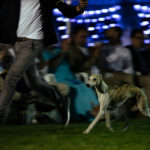 Die Eukanuba Best of the Best Challenge beim Sighthound Festival Donauechingen 2018