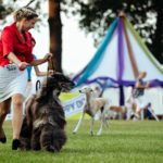 The Dual Winners beim Sighthound Festival Donaueschingen 2018