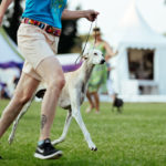 The Dual Winners beim Sighthound Festival Donaueschingen 2018