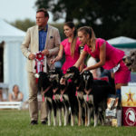Wenn der Norweger Espen Eng richtet, bibbern allen die Knie. Hier die beste Zuchtgruppe beim Sighthound Festival Donaueschingen 2018