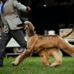 Best Junior in Show - ein Afghane aus Chile beim Sighthound Festival Donaueschingen 2018