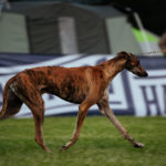 Die angeschlossene Galgo-Jahresausstellung ist leider komplett an uns vorbei gegangen, weil die Whippet-Ringe so weit vom Schuss waren.