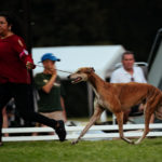 BOB bei den Greyhounds am ersten Tag beim Sighthound Festival Donaueschingen 2018