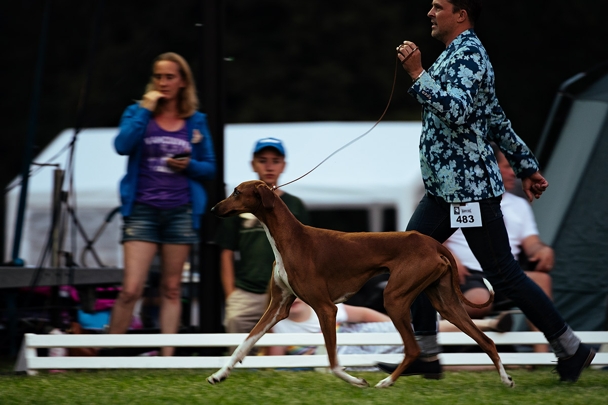 Perfektes Handling beim Sighthound Festival Donaueschingen 2018