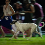 Die Eukanuba Best of the Best Challenge beim Sighthound Festival Donauechingen 2018