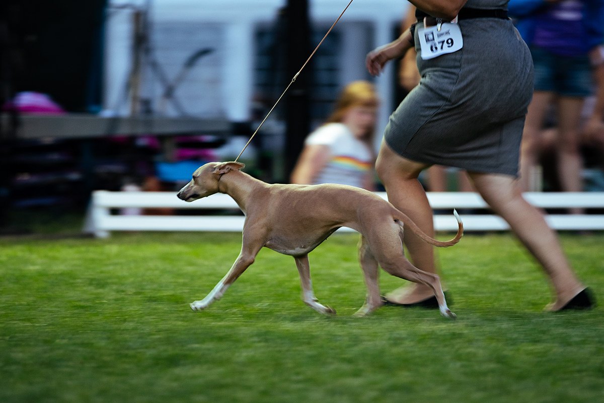 Besties Cookie Dough - Winner Donaueschingen 2018 und BOB am Samstag unter Pauline Oliver.