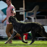 Auch die Riesen können leichtfüßig. Ein Irish Wolfhound beim Sighthound Festival Donaueschingen 2018