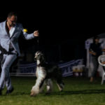 Die Eukanuba Best of the Best Challenge