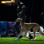 Der Best in Show Gewinner vom Titeltag bei der Eukanuba Best of the Best Challenge
