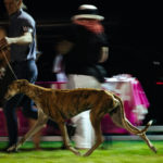 Die Eukanuba Best of the Best Challengebeim Sighthound Festival Donauechingen 2018