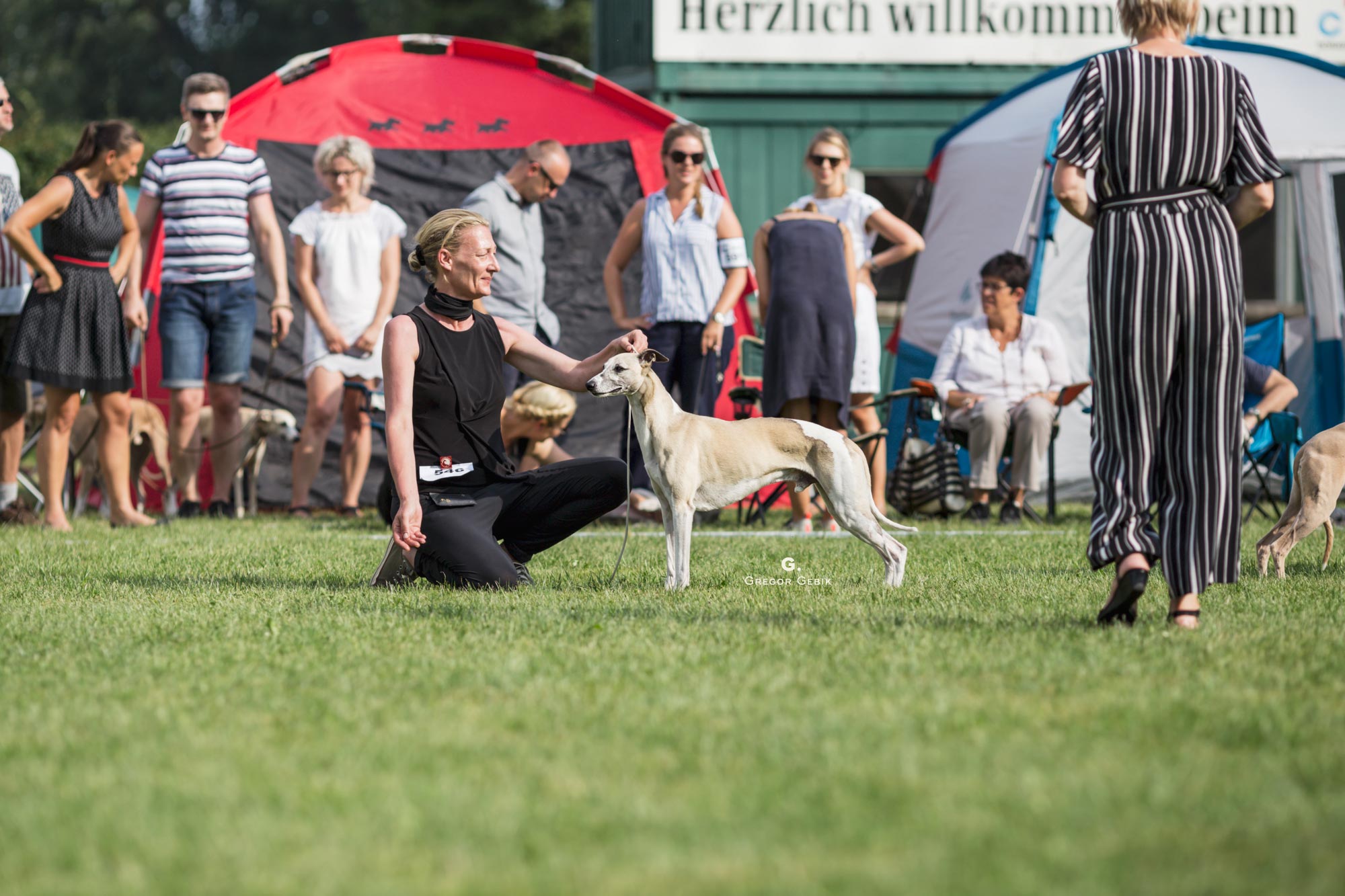 Mono, Conte del Aqua semper-crescendo beim Sighthound Festival Donaueschingen 2018, Foto: Grzegorz Gebik 2018