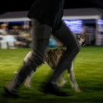 Die Eukanuba Best of the Best Challenge beim Sighthound Festival Donauechingen 2018