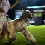 Die Eukanuba Best of the Best Challenge beim Sighthound Festival Donauechingen 2018