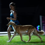 Die Eukanuba Best of the Best Challenge beim Sighthound Festival Donauechingen 2018