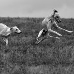 Was diese Whippetkörper können, ist beeindruckend.