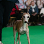 Esedra Miramare, Weltsieger 2018, Best of Breed auf der Wold Dog Show 2018 in Amsterdam