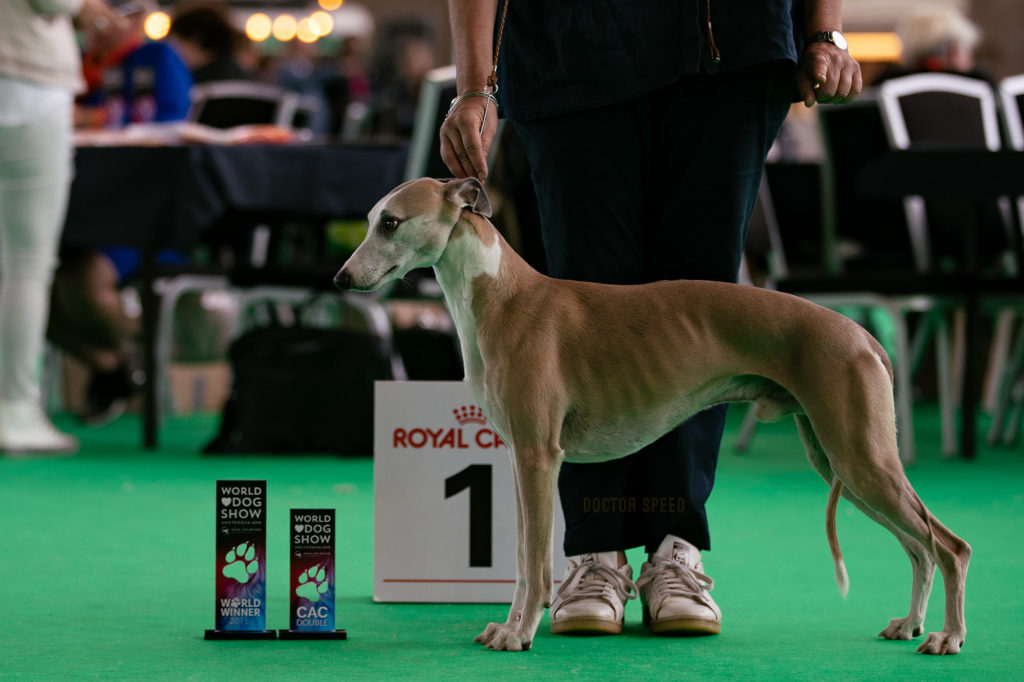 Esedra Miramare, Weltsieger 2018, Best of Breed