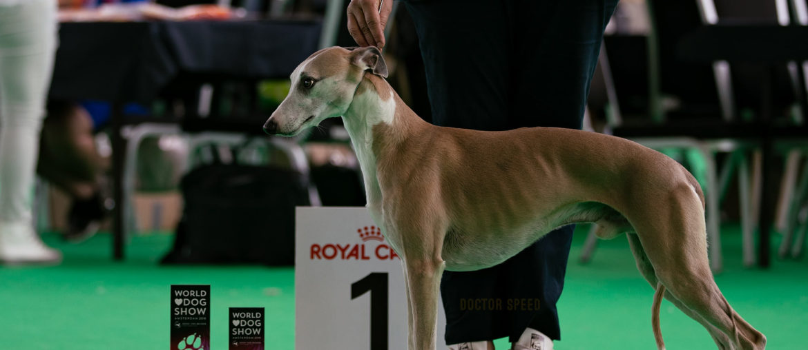 Esedra Miramare, Weltsieger 2018, Best of Breed