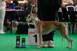 Aus dem Archiv: Würdige Whippets!