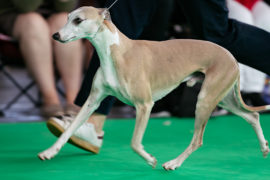 Mitfreuen leicht gemacht – Die World Dog Show 2018