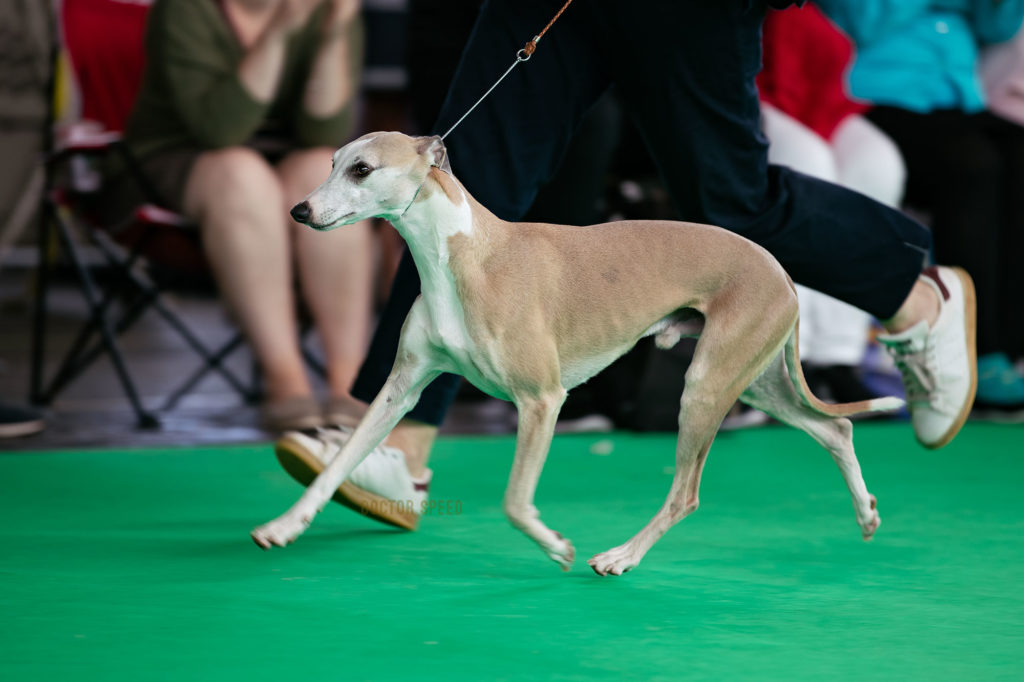 Esedra Miramare, Weltsieger 2018, Best of Breed auf der Wold Dog Show 2018 in Amsterdam