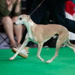 Esedra Miramare, Weltsieger 2018, Best of Breed auf der Wold Dog Show 2018 in Amsterdam